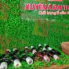 tai-cau-han-quoc